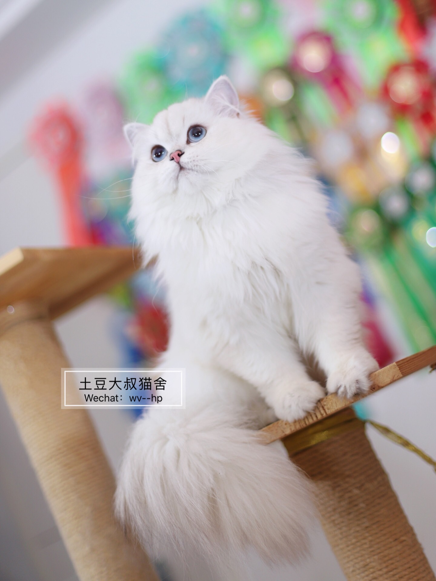 wcf客户端证书认证CCF计算机软件能力认证-第2张图片-太平洋在线下载